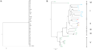 Illustration for article titled Geneticists Use Herpes to Confirm Ancient Human Migration Routes